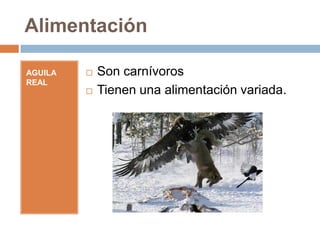 Alimentación

AGUILA REAL   Son carnívoros
              Tienen una alimentación variada.
 