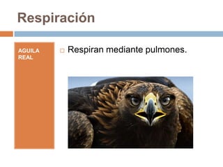 Respiración

AGUILA REAL   Respiran mediante pulmones.
 