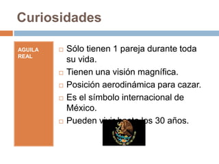 Curiosidades

AGUILA REAL   Sólo tienen 1 pareja durante toda su vida.

              Tienen una visión magnífica.

              Posición aerodinámica para cazar.

              Es el símbolo internacional de México.

              Pueden vivir hasta los 30 años.
 