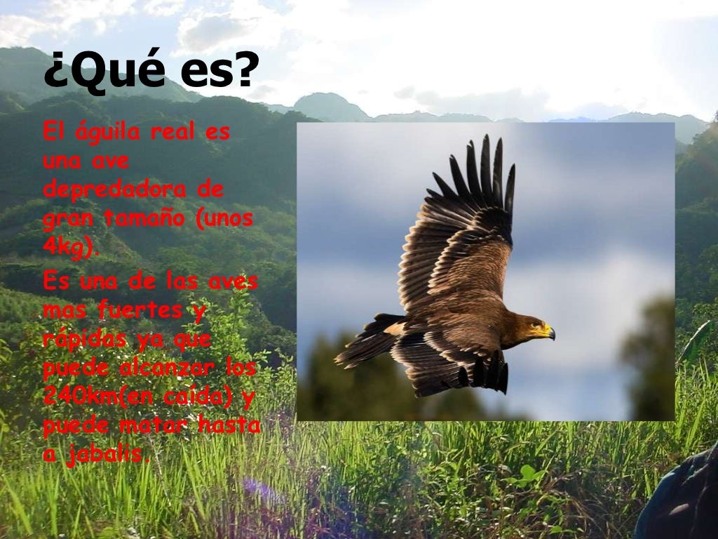 El águila real david suarez