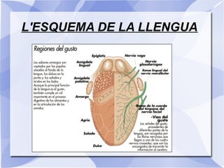 L'ESQUEMA DE LA LLENGUA
 