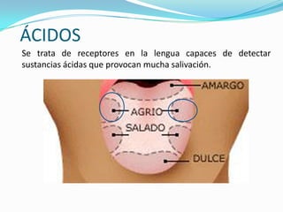 ÁCIDOS
Se trata de receptores en la lengua capaces de detectar
sustancias ácidas que provocan mucha salivación.
 