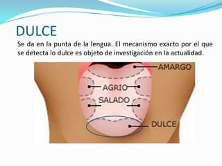 DULCE
Se da en la punta de la lengua. El mecanismo exacto por el que
se detecta lo dulce es objeto de investigación en la actualidad.
 