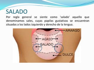 SALADO
Por regla general se siente como 'salado' aquello que
denominamos sales, cuyas papilas gustativas se encuentran
situadas a los lados izquierdo y derecho de la lengua.
 