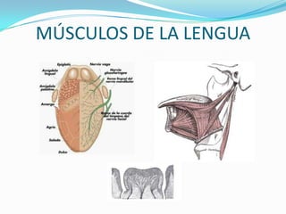 MÚSCULOS DE LA LENGUA
 