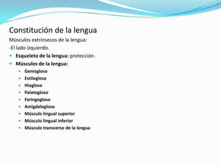 Constitución de la lengua
Músculos extrínsecos de la lengua:
-El lado izquierdo.
 Esqueleto de la lengua: protección.
 Músculos de la lengua:
     Geniogloso
     Estilogloso
     Hiogloso
     Palatogloso
     Faringogloso
     Amigdalogloso
     Músculo lingual superior
     Músculo lingual inferior
     Músculo transverso de la lengua
 
