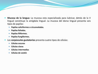  Mucosa de la lengua: La mucosa esta especializada para lubricar, detrás de la V
  lingual constituye la amígdala lingual. La mucosa del dorso lingual presenta seis
  tipos de papilas:
     Papilas caliciformes o circunvaladas.
     Papilas foliadas.
     Papilas filiformes.
     Papilas fungiformes.
 Los corpúsculos gustatorios presenta cuatro tipos de células:
     Células oscuras
     Células claras
     Células intermedias
     Células de sostén
 