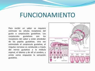 FUNCIONAMIENTO
Para recibir un sabor se requiere
estimular las células receptoras del
gusto o corpúsculos gustativos. Los
corpúsculos      gustativos     son    los
receptores del sabor y están alrededor
de las papilas gustativas. Una vez
estimulado el corpúsculo gustativo, el
impulso nervioso es conducido a través
del nervio gustativo a la médula
espinal, el tálamo y de allí al cerebro, y
emite como respuesta la sensación
gustativa.
 