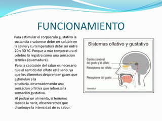 FUNCIONAMIENTO
Para estimular el corpúsculo gustativo la
sustancia a saborear debe ser soluble en
la saliva y su temperatura debe ser entre
20 y 30 ºC. Porque a más temperatura el
celebro lo registra como una sensación
térmica (quemadura).
Para la captación del sabor es necesario
que el sentido del olfato esté sano, ya
que los alimentos desprenden gases que
estimulan a la
pituitaria, desencadenando una
sensación olfativa que refuerza la
sensación gustativa.
Al probar un alimento, si tenemos
tapada la nariz, observaremos que
disminuye la intensidad de su sabor.
 