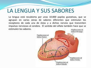 LA LENGUA Y SUS SABORES
La lengua está recubierta por unas 10.000 papilas gustativas, que se
agrupan en varias zonas de sabores diferentes que estimulan los
receptores de cada una de éstas y a dichos nervios que transmiten
impulsos nerviosos al cerebro. El sentido del olfato también hace que se
estimulen los sabores.
 