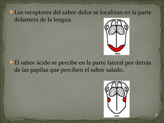 Los receptores del sabor dulce se localizan en la parte
delantera de la lengua.
El sabor ácido se percibe en la parte lateral por detrás
de las papilas que perciben el sabor salado.
7
 
