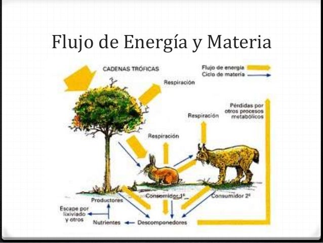 Interacciones en el ecosistema y sus representaciones