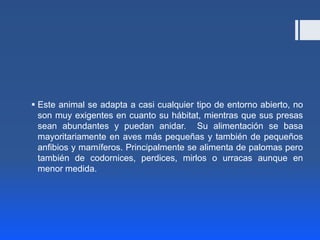  Este animal se adapta a casi cualquier tipo de entorno abierto, no
  son muy exigentes en cuanto su hábitat, mientras que sus presas
  sean abundantes y puedan anidar. Su alimentación se basa
  mayoritariamente en aves más pequeñas y también de pequeños
  anfibios y mamíferos. Principalmente se alimenta de palomas pero
  también de codornices, perdices, mirlos o urracas aunque en
  menor medida.
 