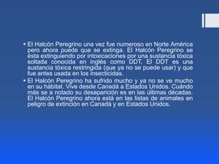 El Halcón Peregrino una vez fue numeroso en Norte América
  pero ahora puede que se extinga. El Halcón Peregrino se
  ésta extinguiendo por intoxicaciones por una sustancia tóxica
  soltada conocida en inglés como DDT. El DDT es una
  sustancia tóxica restringida (que ya no se puede usar) y que
  fue antes usada en los insecticidas.
 El Halcón Peregrino ha sufrido mucho y ya no se ve mucho
  en su hábitat. Vive desde Canadá a Estados Unidos. Cuándo
  más se a notado su desaparición es en las últimas décadas.
  El Halcón Peregrino ahora está en las listas de animales en
  peligro de extinción en Canadá y en Estados Unidos.
 