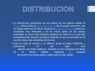  La distribución geográfica de sus áreas de cría abarca desde la
  tundra ártica hasta la Zona Intertropical. Se le puede encontrar casi
  en todas partes de la Tierra, excepto en regiones polares extremas,
  montañas muy elevadas y en la mayor parte de las selvas
  tropicales; la única área terrestre extensa sin hielo en la cual está
  completamente ausente es Nueva Zelanda, lo que la convierte en el
  ave de presa más extendida del mundo.
 Casi en todo el mundo y en México anida en Baja California y
  localmente             en           las            islas          mar
      adentro del Golfo california. También en las montañas del Norte
  de       la     Sierra     Madre.       Migrante        y    visitante
      de invierno en todas partes, sobre todo en las costas.
 