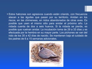  Estos halcones son agresivos cuando están criando, con frecuencia
  atacan a las águilas que pasan por su territorio. Anidan en los
  riscos, en las chimeneas, en nidos abandonados de otras aves. Es
  posible que usen el mismo sitio para anidar el próximo año. La
  nidada cuenta de dos a seis huevos. Si la nidada se pierde, es
  posible que vuelvan anidar. La incubación toma de 29 a 33 días y es
  efectuada por la hembra en su mayor parte. Los pichones se van del
  nido de los 35 a 42 días de nacido. Se mantienen bajo el cuidado de
  los padres de 6 a 15 semanas adicionales.
 