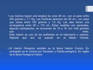  Los machos logran una longitud de unos 38 cm., con un peso entre
  450 gramos y 1.1 Kg. Las hembras alcanzan los 48 cm., con peso
  que oscila entre 720 gramos y 1.6 Kg. Las alas tienen una
  envergadura entre 80 y 115 cm. Estas medidas son generales,
  algunas subespecies, se reconocen de 16 a 18, son más grandes
  que                                                       otras.
  Este halcón es uno de los preferidos en la halconería o cetrería.
  Deporte que aun es popular en el Medio Oriente.



 Al Halcón Peregrino también se le llama Halcón Común. En
  portugués se le conoce por Soutador y Falcão-peregrino. En inglés
  se le llama Peregrine Falcon.
 
