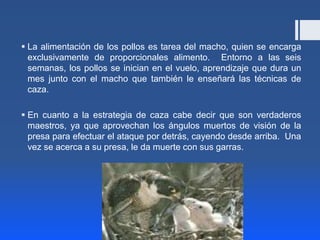  La alimentación de los pollos es tarea del macho, quien se encarga
  exclusivamente de proporcionales alimento. Entorno a las seis
  semanas, los pollos se inician en el vuelo, aprendizaje que dura un
  mes junto con el macho que también le enseñará las técnicas de
  caza.

 En cuanto a la estrategia de caza cabe decir que son verdaderos
  maestros, ya que aprovechan los ángulos muertos de visión de la
  presa para efectuar el ataque por detrás, cayendo desde arriba. Una
  vez se acerca a su presa, le da muerte con sus garras.
 