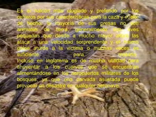 Es el halcón más elogiado y preferido por los
cetreros por sus características para la caza y vuelo;
de hecho, la mayoría de sus presas no son
animales de tierra, generalmente son aves
pequeñas que desde a mucho mayor altura las
ataca a una velocidad sorprendente y el mismo
golpe aturde a la víctima o muchas veces es
suficiente              para                 matarla.
Incluso en Inglaterra es de mucha utilidad para
ahuyentar a los cuervos que se encuentran
alimentándose en los aeropuertos militares de los
bosques, ya que una parvada asustada puede
provocar un desastre en cualquier aeronave.
 