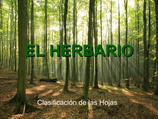 EL HERBARIOEL HERBARIO
Clasificación de las Hojas
 