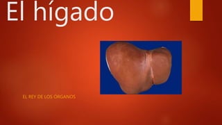 El hígado
EL REY DE LOS ÓRGANOS
 