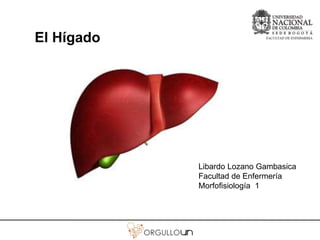 El Hígado 
Libardo Lozano Gambasica 
Facultad de Enfermería 
Morfofisiología 1 
 