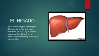 EL HIGADO
Es el mayor órgano del cuerpo
después de la piel que pesa
alrededor de 1 – 2 kg el mismo
se encuentra ubicado en el
Hipocondrio derecho y produce y
secreta bilis.
 