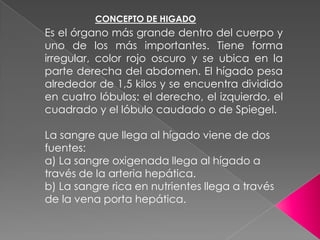 CONCEPTO DE HIGADO

Es el órgano más grande dentro del cuerpo y
uno de los más importantes. Tiene forma
irregular, color rojo oscuro y se ubica en la
parte derecha del abdomen. El hígado pesa
alrededor de 1,5 kilos y se encuentra dividido
en cuatro lóbulos: el derecho, el izquierdo, el
cuadrado y el lóbulo caudado o de Spiegel.
La sangre que llega al hígado viene de dos
fuentes:
a) La sangre oxigenada llega al hígado a
través de la arteria hepática.
b) La sangre rica en nutrientes llega a través
de la vena porta hepática.

 