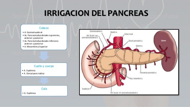 ANATOMÍA DE GLÁNDULAS ANEXAS AL TUBO DIGESTIVO