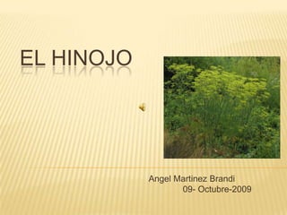 EL HINOJO                    AngelMartinez Brandi               09- Octubre-2009 
