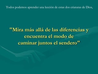 Todos podemos aprender una lección de estas dos criaturas de Dios,




  "Mira más allá de las diferencias y
        encuentra el modo de
    caminar juntos el sendero"
 