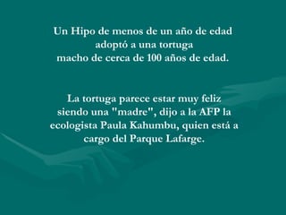 Un Hipo de menos de un año de edad
       adoptó a una tortuga
macho de cerca de 100 años de edad.


   La tortuga parece estar muy feliz
 siendo una "madre", dijo a la AFP la
ecologista Paula Kahumbu, quien está a
       cargo del Parque Lafarge.
 