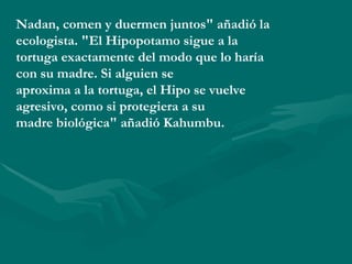 Nadan, comen y duermen juntos" añadió la
ecologista. "El Hipopotamo sigue a la
tortuga exactamente del modo que lo haría
con su madre. Si alguien se
aproxima a la tortuga, el Hipo se vuelve
agresivo, como si protegiera a su
madre biológica" añadió Kahumbu.
 