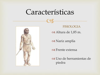 
Características
FISIOLOGIA
 Altura de 1,85 m.
 Nariz amplia
 Frente extensa
 Uso de herramientas de
piedra
 