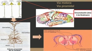 Via motora:
Via piramidal
Circunvolución (área
4 de Brodmann)
 