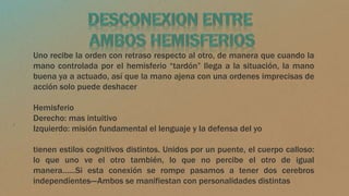 Uno recibe la orden con retraso respecto al otro, de manera que cuando la
mano controlada por el hemisferio “tardón” llega a la situación, la mano
buena ya a actuado, así que la mano ajena con una ordenes imprecisas de
acción solo puede deshacer
Hemisferio
Derecho: mas intuitivo
Izquierdo: misión fundamental el lenguaje y la defensa del yo
tienen estilos cognitivos distintos. Unidos por un puente, el cuerpo calloso:
lo que uno ve el otro también, lo que no percibe el otro de igual
manera……Si esta conexión se rompe pasamos a tener dos cerebros
independientes---Ambos se manifiestan con personalidades distintas
 