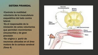 SISTEMA PIRAMIDAL
•Controla la motilidad
voluntaria de la musculatura
esquelética del lado contra
lateral.
•Es el responsable de la
iniciación de actos voluntarios
que permiten movimientos
circunscritos y de gran
precisión
•Se origina a partir de
neuronas ubicadas en el área
motora de la corteza cerebral
(Área 4)
 