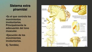 Sistema extra
piramidal
•Es el que controla los
movimientos
involuntarios.
Principalmente la
adecuación del tono
muscular.
•Ejecución de los
movimientos
involuntarios.
Ej. Temblor,
 