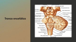 Tronco encefálico
 
