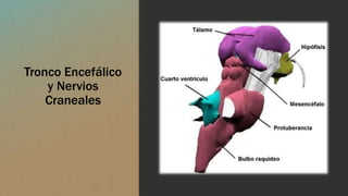 Tronco Encefálico
y Nervios
Craneales
 