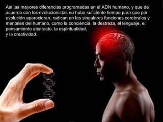 Así las mayores diferencias programadas en el ADN humano, y que de
acuerdo con los evolucionistas no hubo suficiente tiempo para que por
evolución aparecieran, radican en las singulares funciones cerebrales y
mentales del humano, como la conciencia, la destreza, el lenguaje, el
pensamiento abstracto, la espiritualidad,
y la creatividad.
 