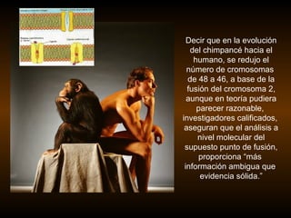 Decir que en la evolución
   del chimpancé hacia el
    humano, se redujo el
  número de cromosomas
  de 48 a 46, a base de la
  fusión del cromosoma 2,
  aunque en teoría pudiera
     parecer razonable,
investigadores calificados,
 aseguran que el análisis a
     nivel molecular del
 supuesto punto de fusión,
      proporciona “más
 información ambigua que
      evidencia sólida.”
 