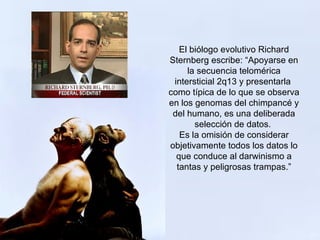 El biólogo evolutivo Richard
Sternberg escribe: “Apoyarse en
     la secuencia telomérica
 intersticial 2q13 y presentarla
como típica de lo que se observa
en los genomas del chimpancé y
 del humano, es una deliberada
       selección de datos.
   Es la omisión de considerar
objetivamente todos los datos lo
  que conduce al darwinismo a
  tantas y peligrosas trampas.”
 