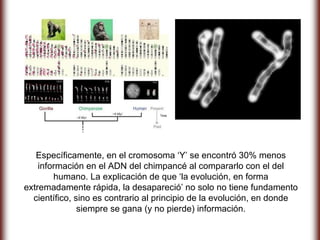 Específicamente, en el cromosoma ‘Y’ se encontró 30% menos
    información en el ADN del chimpancé al compararlo con el del
        humano. La explicación de que ‘la evolución, en forma
extremadamente rápida, la desapareció’ no solo no tiene fundamento
  científico, sino es contrario al principio de la evolución, en donde
               siempre se gana (y no pierde) información.
 