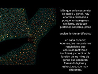 Más que en la secuencia
 de bases y genes, hay
   enormes diferencias
  porque aunque genes
   similares, producen
proteínas similares, éstas

suelen funcionar diferente

     en cada especie;
Además, los mecanismos
      reguladores que
   controlan (activan o
inactivan), y coordinan la
 función de los miles de
  genes que cooperan
    formando tejidos y
  estructuras, son muy
         diferentes.
 