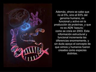 Además, ahora se sabe que
   no el 5%, sino el 93% del
      genoma humano, es
     funcional y activo en la
producción de proteínas, y que
       no es ADN ‘basura,’
 como se creía en 2003. Esta
    información estructural y
   funcional incrementa las
  diferencias enormemente, y
sin duda apoya el concepto de
 que simios y humanos fueron
     creados como especies
             distintas.
 