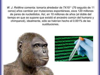 W. J. ReMine comenta: tomaría alrededor de 7X1011 (70 seguido de 11
ceros) años cambiar por mutaciones espontáneas, esos 120 millones
   de pares de nucleótidos. Así, en 10 millones de años (el doble del
tiempo en que se supone que existió el ancestro común del humano y
   chimpancé), idealmente, sólo se habrían hecho el 0.001% de las
                             sustituciones.
 