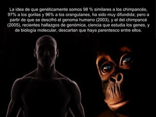 La idea de que genéticamente somos 98 % similares a los chimpancés,
97% a los gorilas y 96% a los orangutanes, ha sido muy difundida; pero a
 partir de que se descifró el genoma humano (2003), y el del chimpancé
(2005), recientes hallazgos de genómica, ciencia que estudia los genes, y
    de biología molecular, descartan que haya parentesco entre ellos.
 