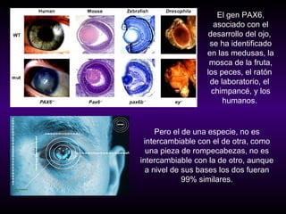 El gen PAX6,
                    asociado con el
                   desarrollo del ojo,
                   se ha identificado
                  en las medusas, la
                   mosca de la fruta,
                  los peces, el ratón
                   de laboratorio, el
                    chimpancé, y los
                       humanos.


     Pero el de una especie, no es
 intercambiable con el de otra, como
  una pieza de rompecabezas, no es
intercambiable con la de otro, aunque
  a nivel de sus bases los dos fueran
             99% similares.
 
