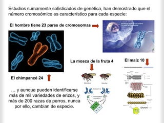 Estudios sumamente sofisticados de genética, han demostrado que el
número cromosómico es característico para cada especie:

El hombre tiene 23 pares de cromosomas




                             La mosca de la fruta 4   El maíz 10



 El chimpancé 24

 … y aunque pueden identificarse
más de mil variedades de erizos, y
más de 200 razas de perros, nunca
  por ello, cambian de especie.
 